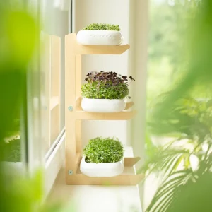 Microgreens Selbstversorger Set mit Keramikschalen auf Holzgestell am Fenster, vertikale Anzucht von frischen Microgreens und Keimlingen